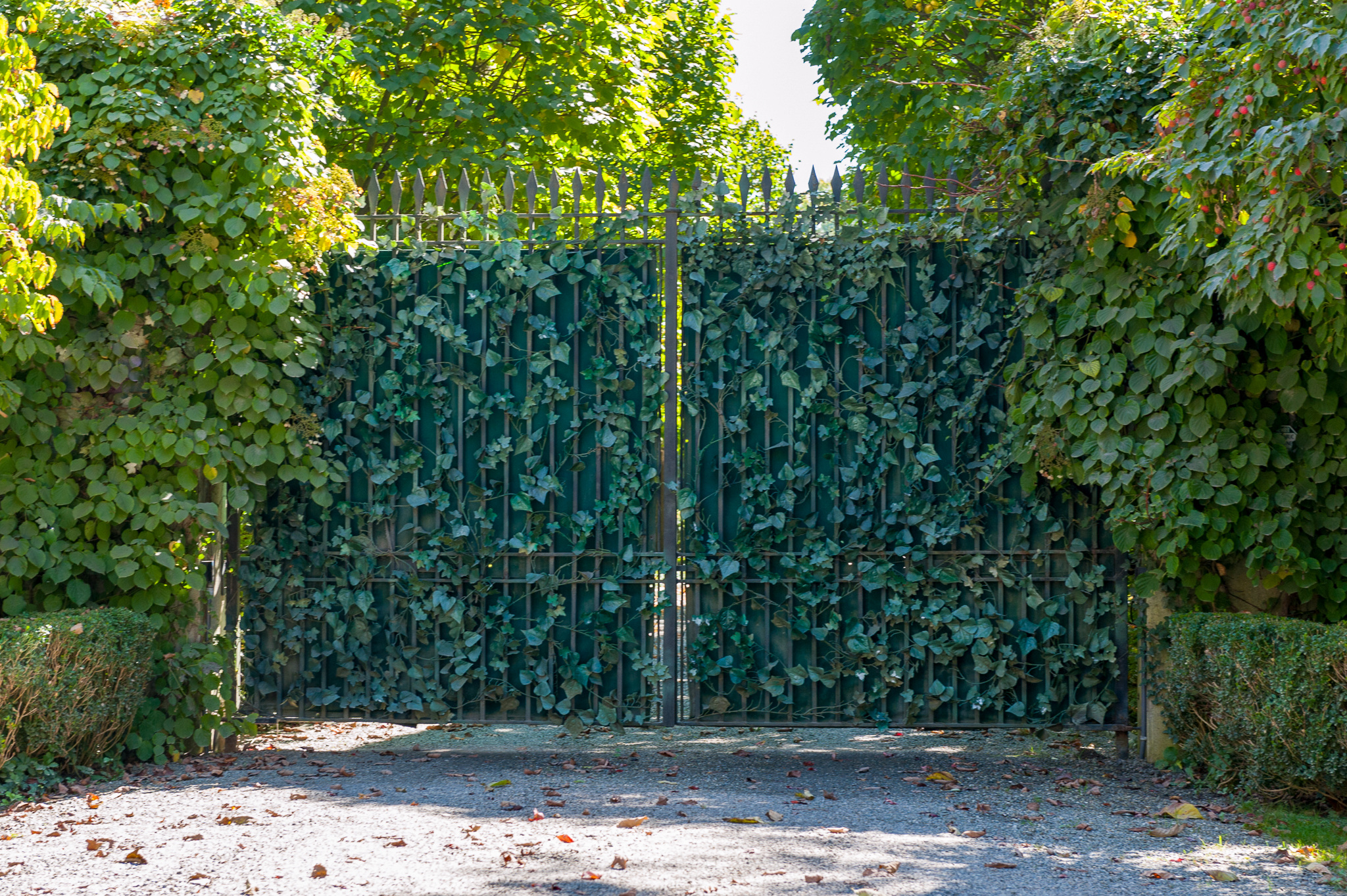 Ivy privacy gate